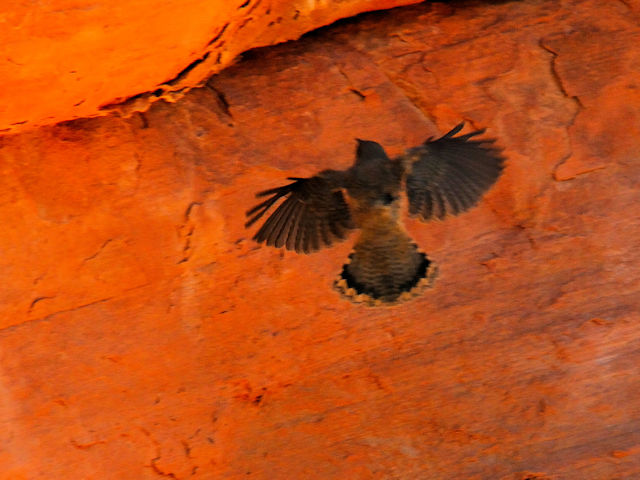 ウタイモズモドキ　成鳥　（７態-4）　ハチの巣岩　火の谷州立公園　ネバダ州　米国　Beehives, Valley of Fire State Park, Nevada, USA　2013/06/21　Photo by Kohyuh