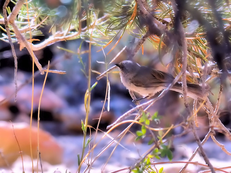 ヤブガラ（５態-1）　グランドキャニオン国立公園　アリゾナ州　米国　Grand Canyon National Park, Arizona, USA　2013/06/23　Photo by Kohyuh